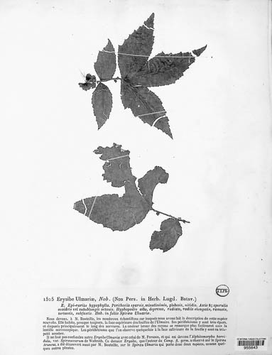 Erysiphe ulmariae image